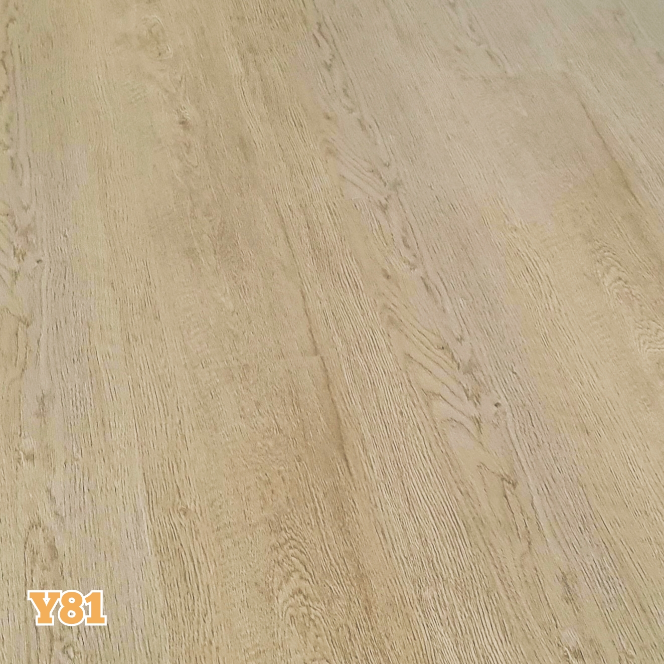 Y81 # Vega Oak
